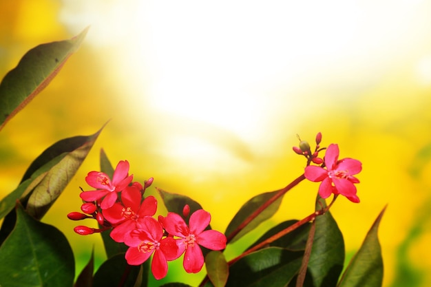 pink flowers on the background of the sun and the blue sky