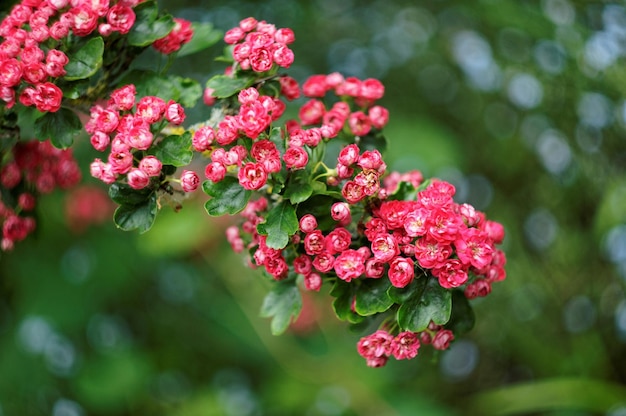 Pink flowers bloom on a branch in the garden.