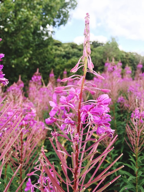 Photo pink flowers blooming in lawn