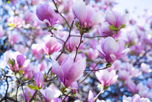 Pink flowers of blooming magnolia tree in spring. nature beauty