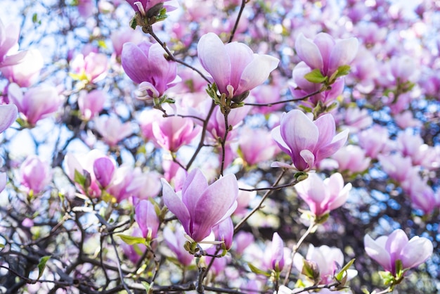 Pink flowers of blooming magnolia tree in spring. springtime