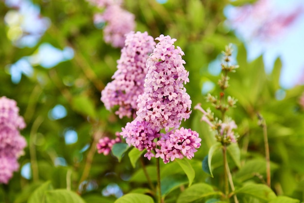 Pink flowers blooming outdoors