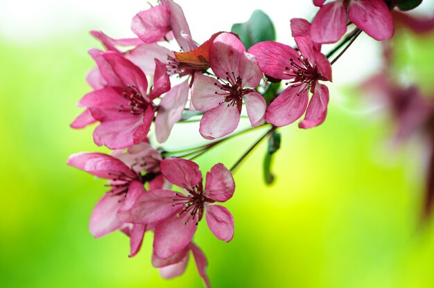 pink flowers of the blooming paradise apple tree