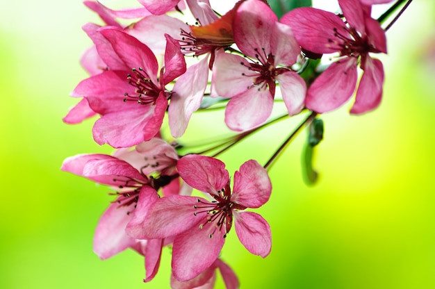 pink flowers of the blooming paradise apple tree