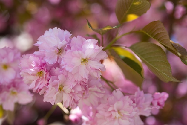 Pink flowers of blooming sakura tree in spring season flowers