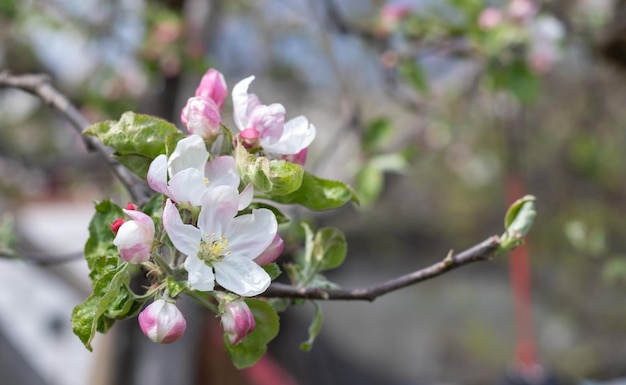 Pink flowers of a blossoming apple tree on a sunny day closeup in nature outdoors