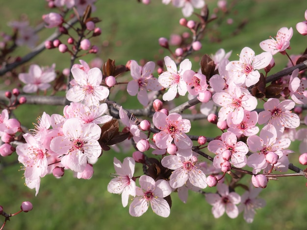 Pink flowers on the branches of an almond tree Prunus dulcis on a nice sunny day and other unopened buds surrounded by the green color of the field grass