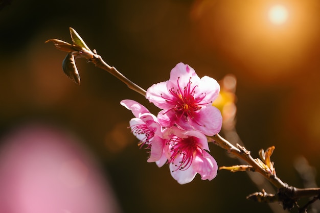  pink flowers on branches on a Sunny day, beautiful postcard.