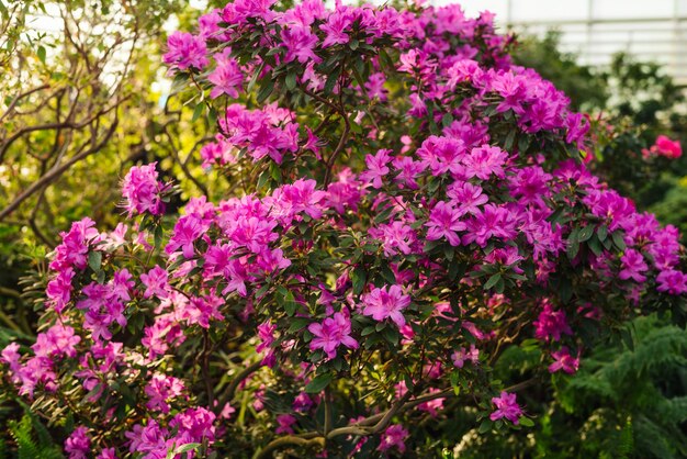 Pink flowers and buds of rhododendron, blurred background.