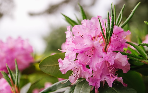 Pink flowers and buds of rhododendron outdoors in the Park in Sunny weather closeup