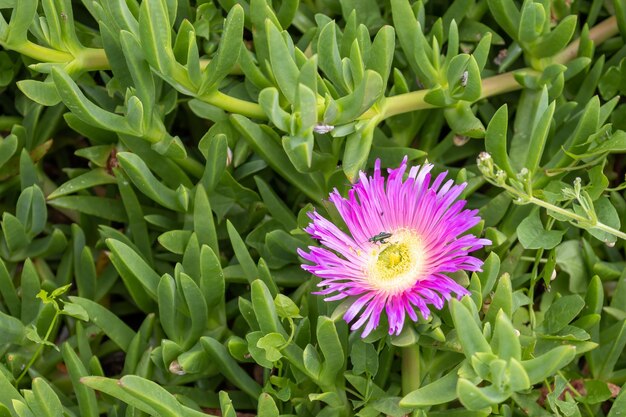 Pink Flowers Carpobrotus edulis flowering in Polzeath Cornwall