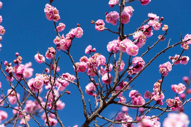 Pink Flowers of Cherry Plum tree, japan flower