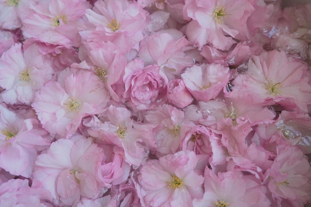 Pink flowers cherry sakura background Flower wall Soft selective focus Holiday postcard Pink petals and yellow stamens Beautiful background Petal art Spring cherry blossom Prunus serrulata