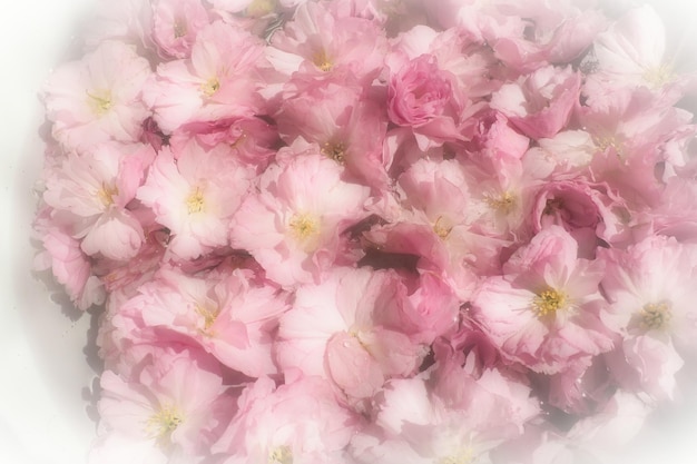 Pink flowers cherry sakura background Flower wall Soft selective focus Holiday postcard Pink petals and yellow stamens Beautiful background White vignette Blurry art Spring cherry blossom