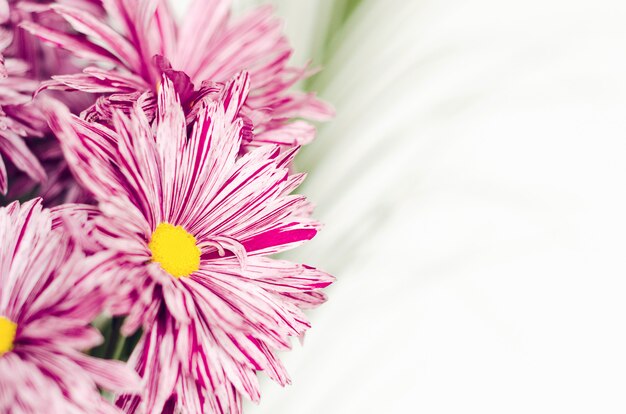 Pink flowers of chrysanthemum in a bouquet with green leaves close-up on a white background.