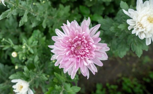 Pink flowers chrysanthemum in the garden Grown for sale and for visiting.