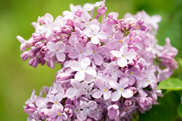 Pink flowers close up on blurred background