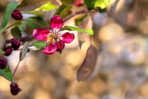 Pink flowers, close up photo of spring blossom on blue sky.