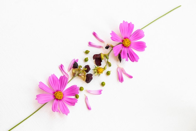 pink flowers cosmos arrangement postcard style