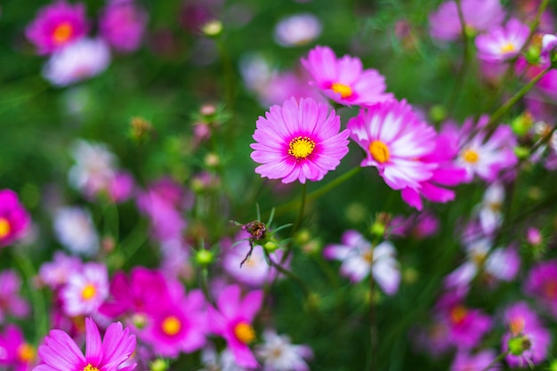 Pink flowers cosmos bloom beautifully in the garden.