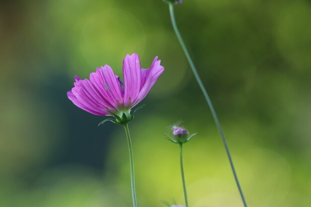 Pink flowers cosmos in the garden blossom in summer