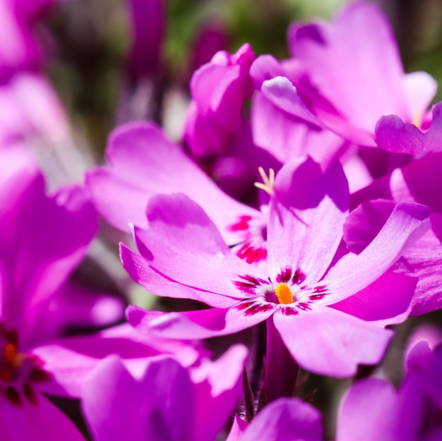 Pink flowers of creeping phlox in spring floral background