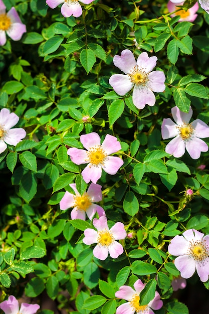 Pink flowers of dog-rose closeup on green garden background