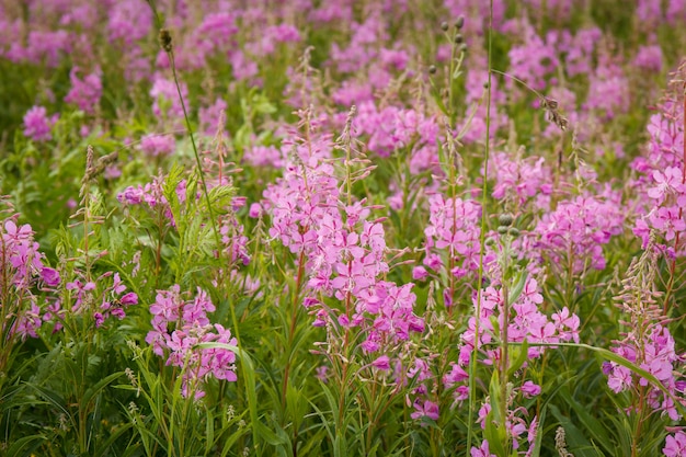 Pink flowers of fireweed in bloom ivan tea. Flowering willow-herb or blooming sally.