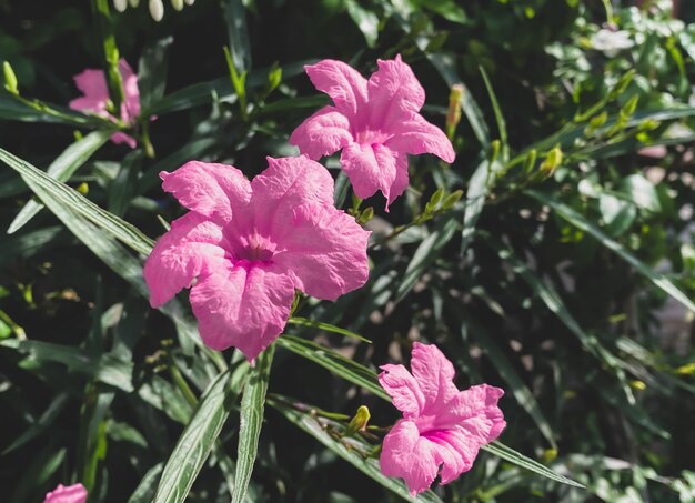 Pink flowers Fivepetaled flowers are blooming