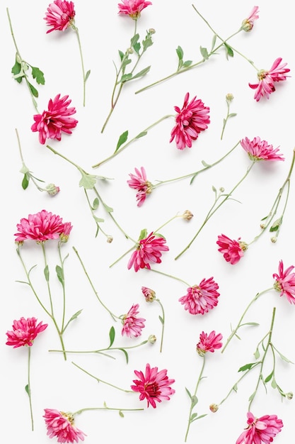 Pink flowers floral texture chrysanthemums on white background