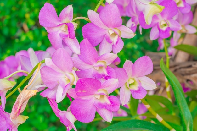 Pink flowers in the forest.