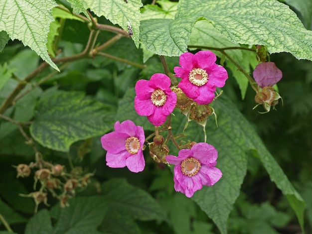 Pink flowers of fragrant raspberries decorative garden shrub