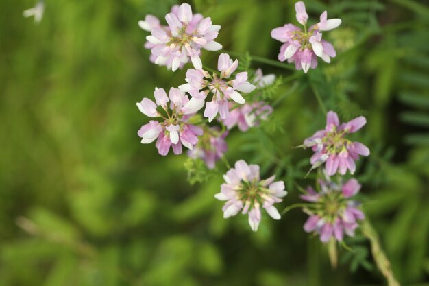 pink flowers in the garden on green background with copy space