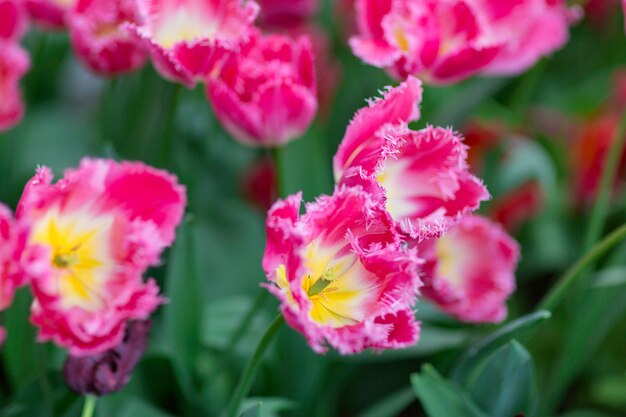 Pink flowers in the garden