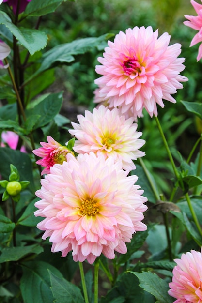 Pink Flowers in the garden.