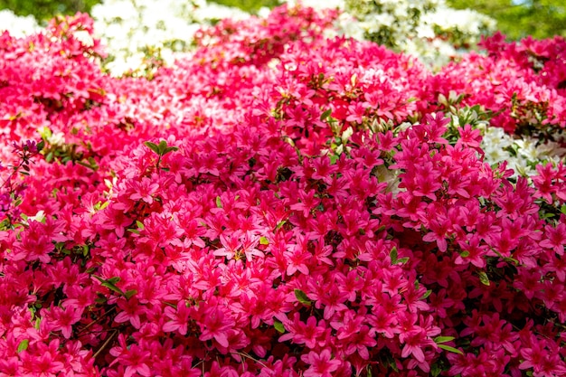 Pink flowers in the garden