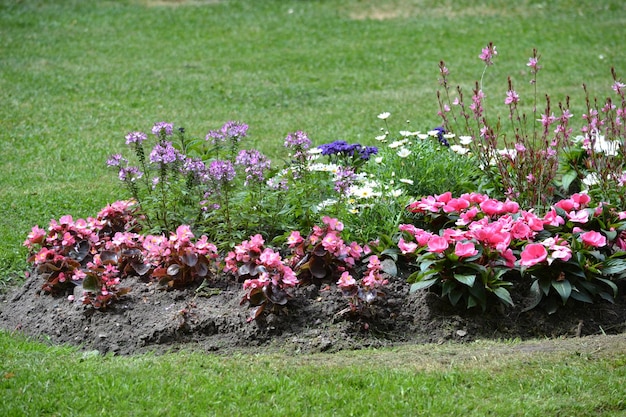 Pink flowers in garden