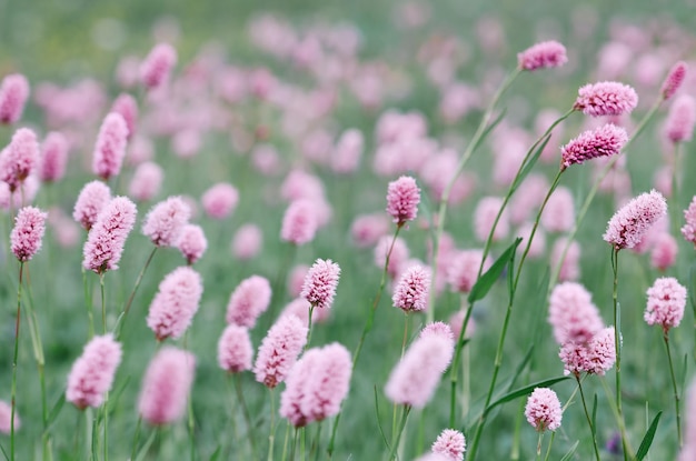 Pink flowers on a glade in the mountains