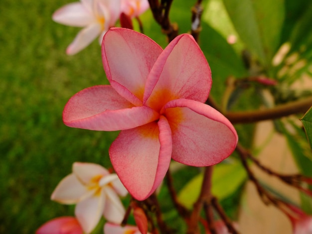 Pink flowers in green garden beautiful flowers for background