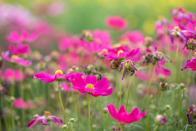 Pink flowers and green leaves have beautiful green main scenes