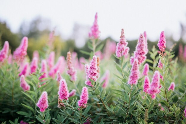 Pink flowers growing in park