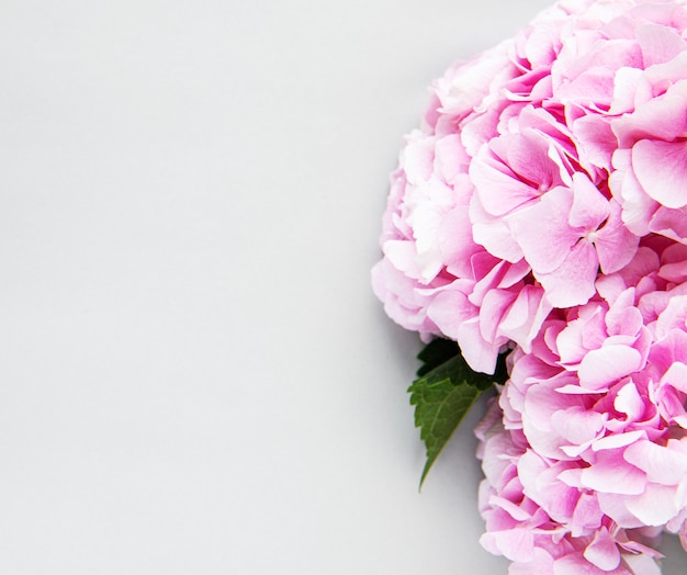 Pink flowers of hydrangea