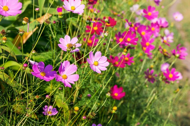 Pink  flowers kosmeya in sunny weather