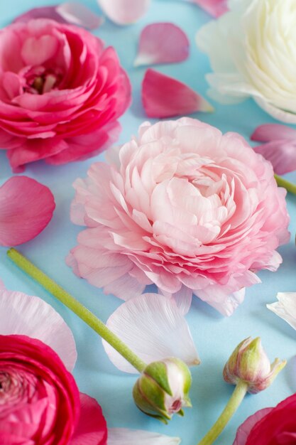 Pink flowers on a light blue background copy space,