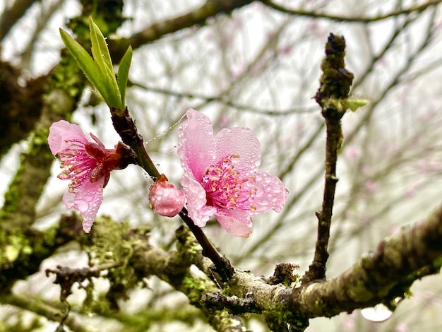 Pink flowers nature in sapa  Vietnam