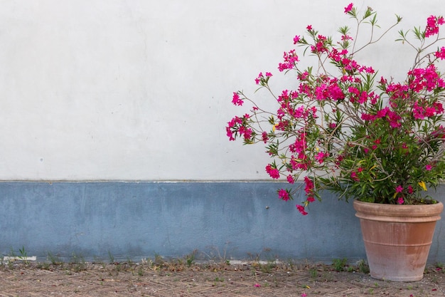 Pink flowers in outdoor flower pot on wall background Flowers pot with copy space