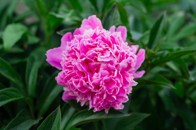 Pink flowers peonies flowering on background Peonies garden