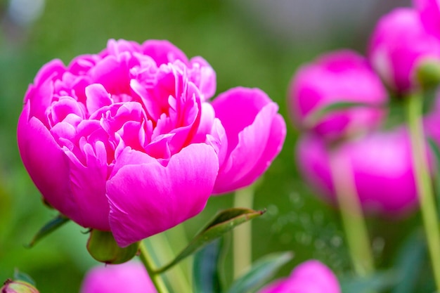 Pink flowers peonies flowering on background pink peonies