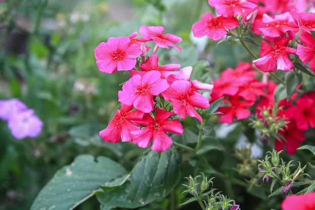 Pink Flowers of Phlox Drummondii Drummonds Phlox or annual Phlox