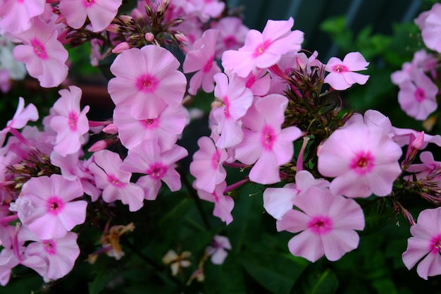 Pink flowers phlox macro